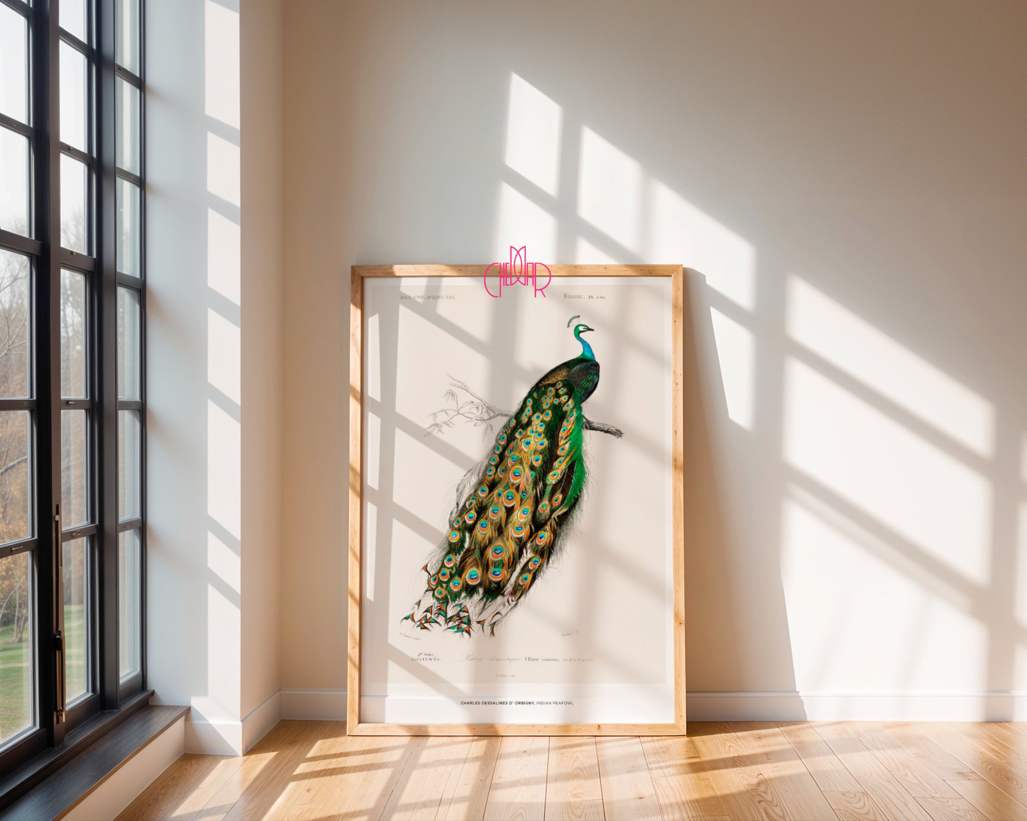 Charles Dessalines d'Orbigny – The Indian Peacock