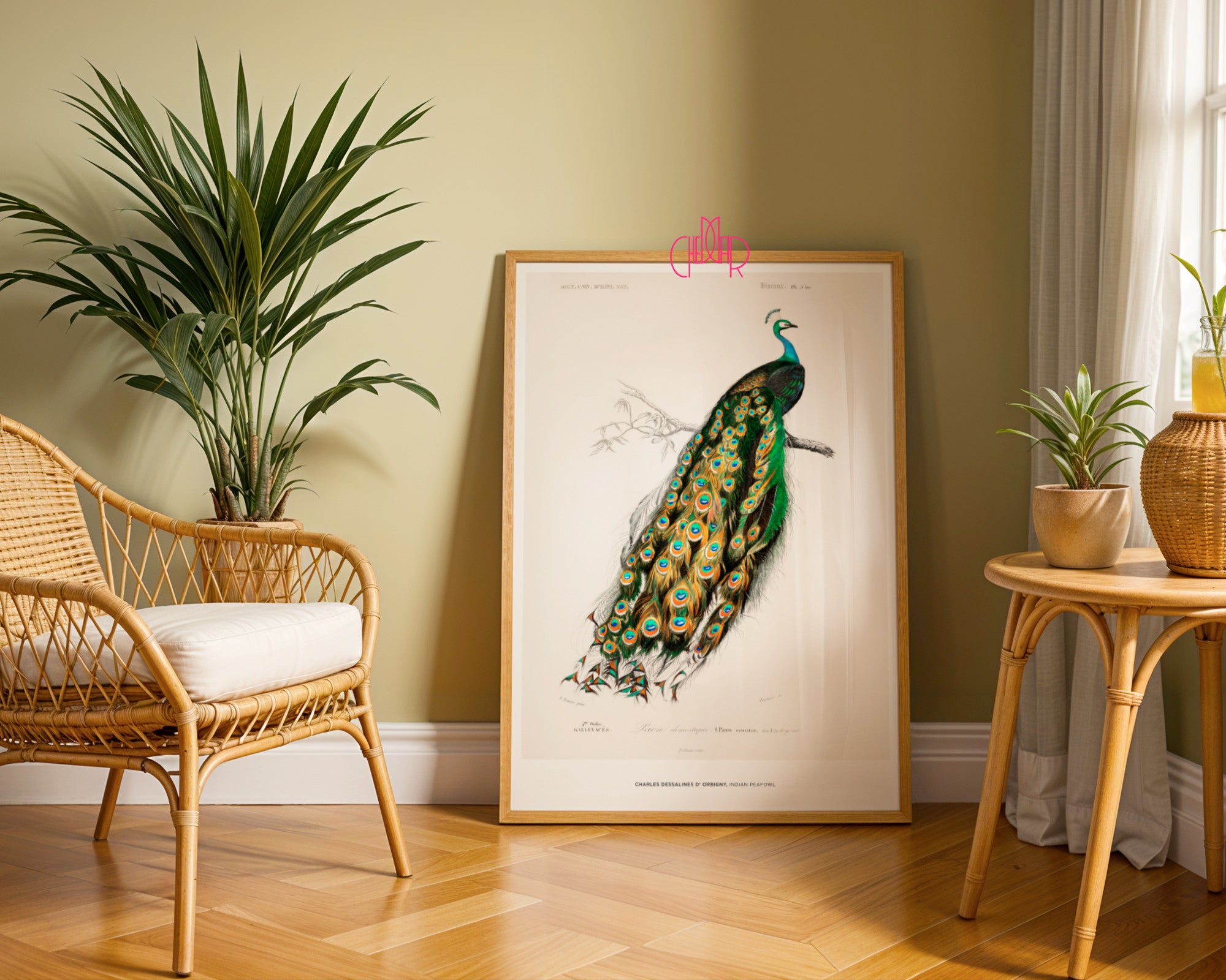 Charles Dessalines d'Orbigny – The Indian Peacock