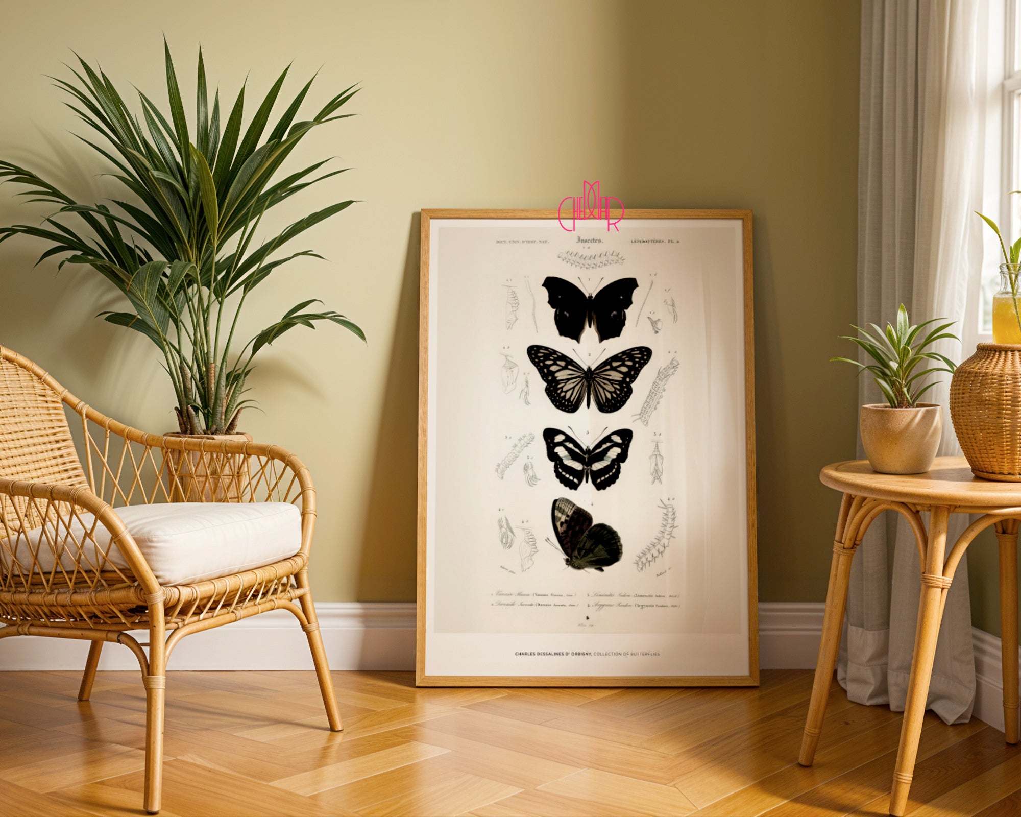Historic Entomological Poster – Charles d’Orbigny Butterfly Collection (1849)
