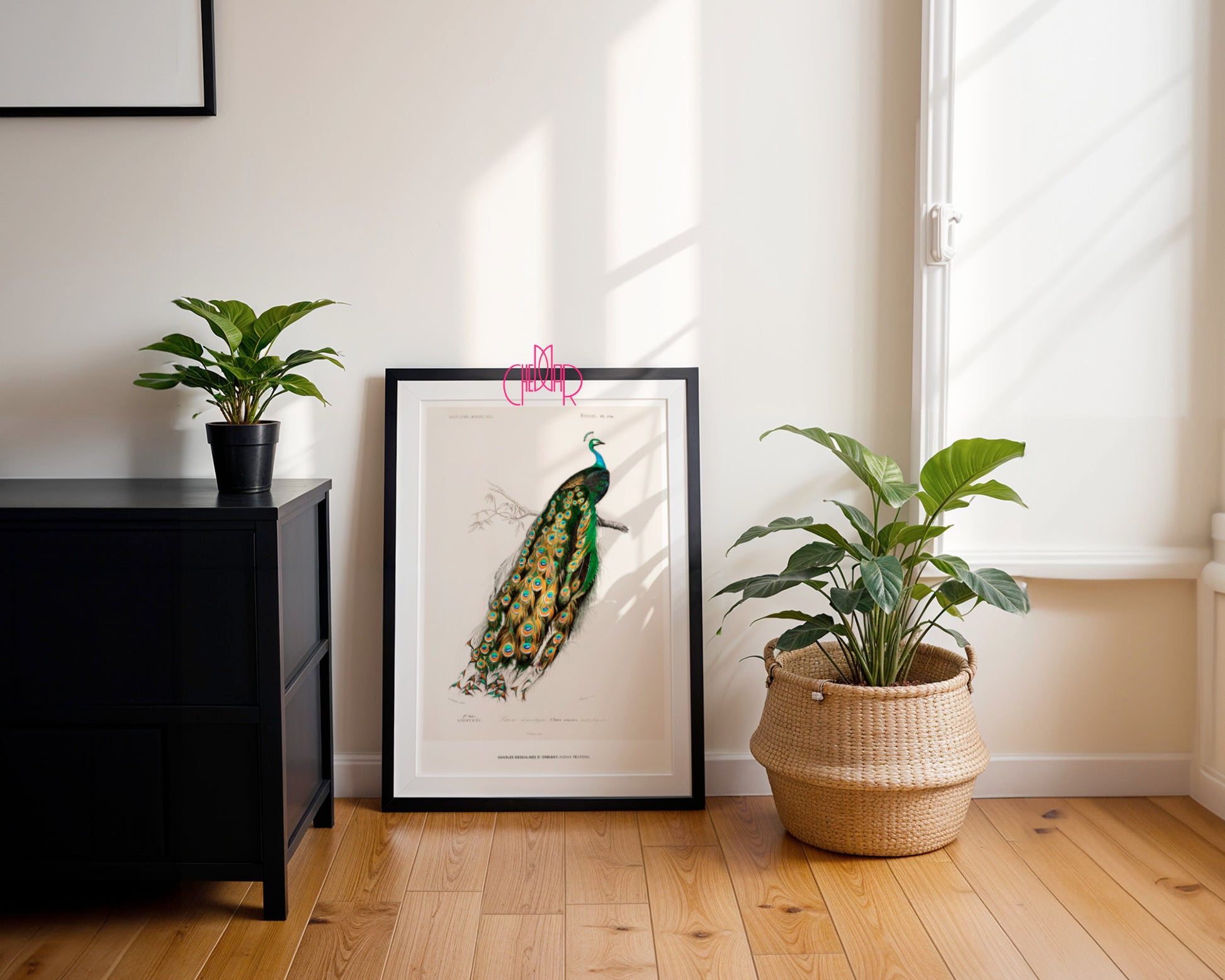 Charles Dessalines d'Orbigny – The Indian Peacock