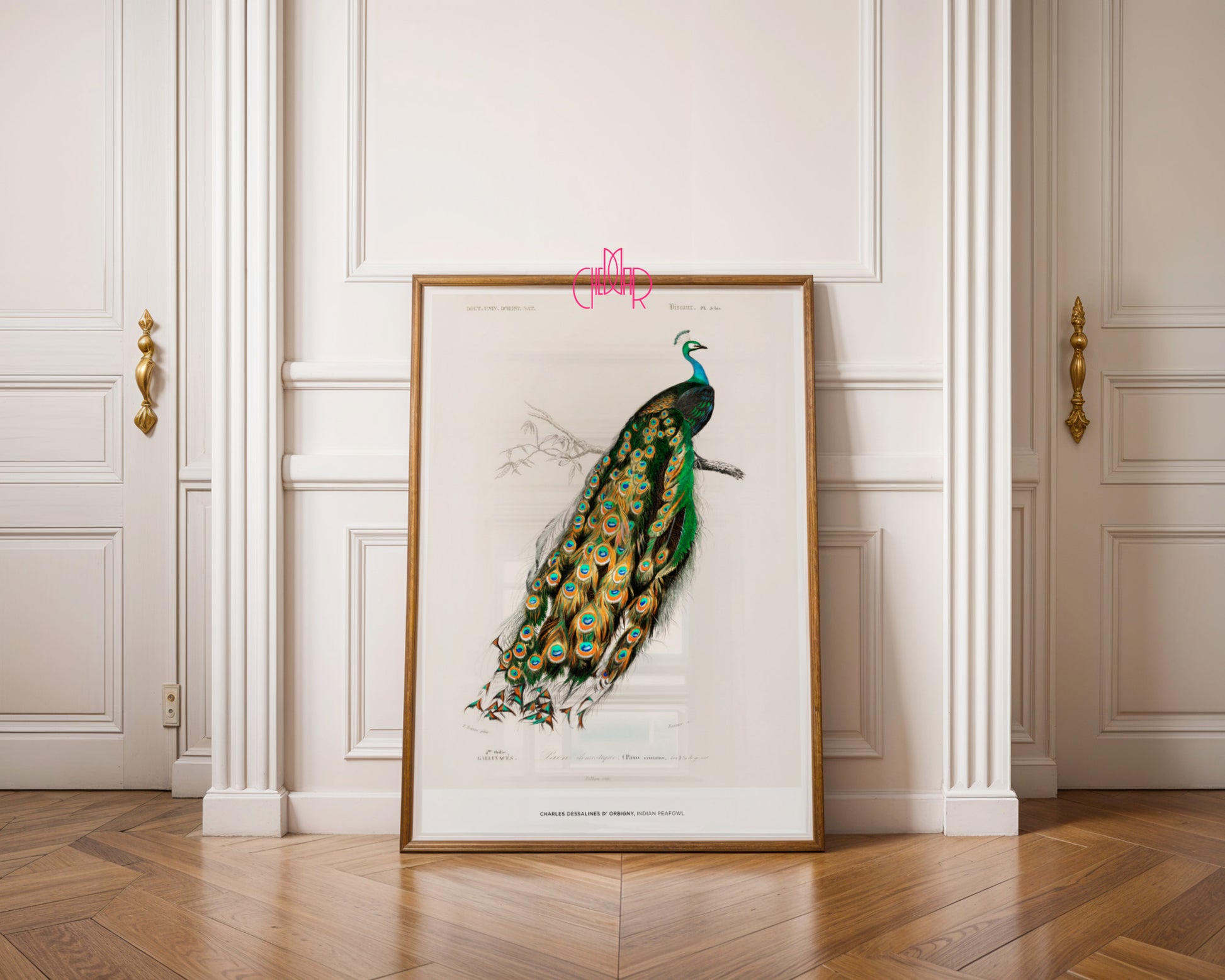 Charles Dessalines d'Orbigny – The Indian Peacock