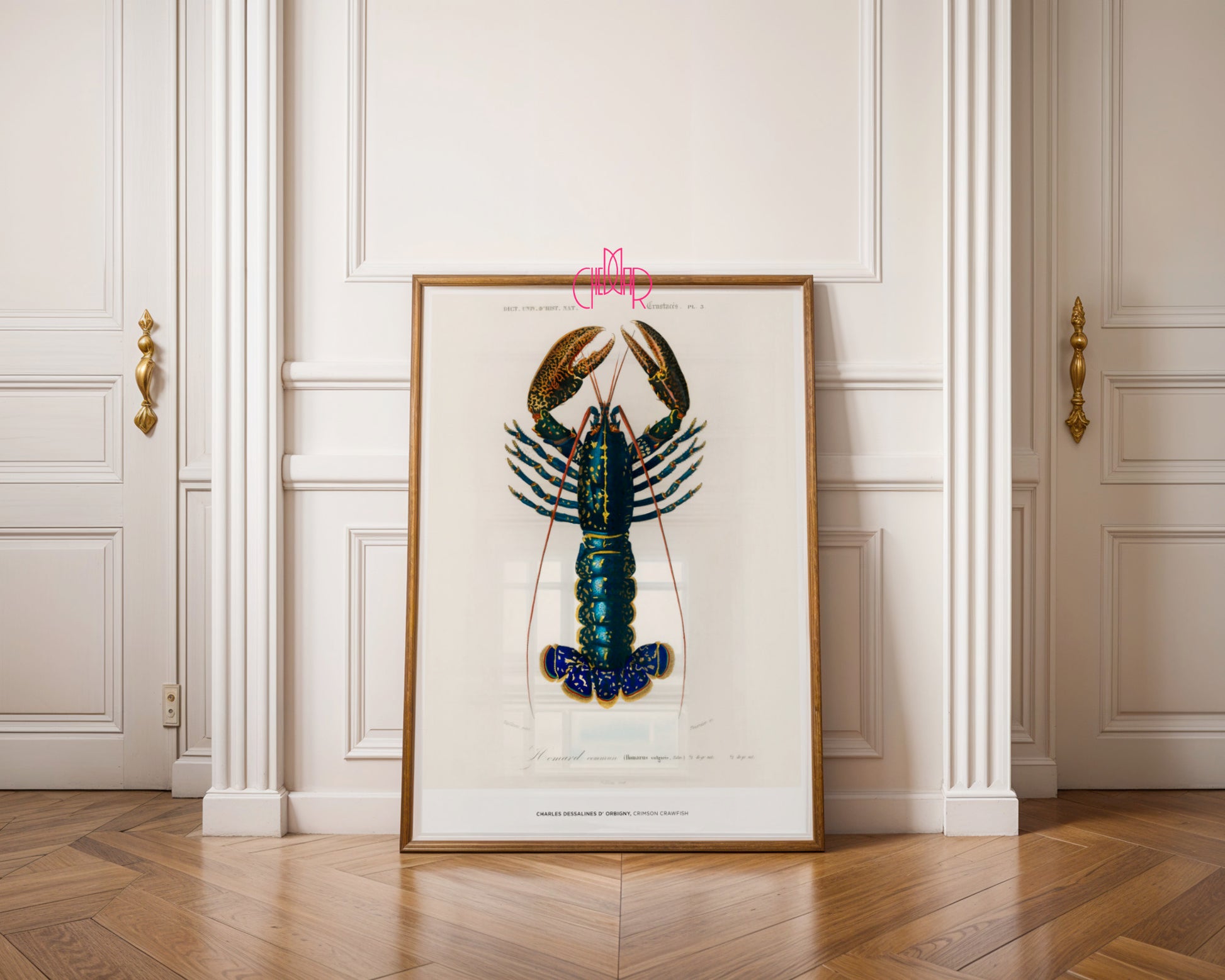 Charles Dessalines d'Orbigny – Lobster (Crimson Crawfish)