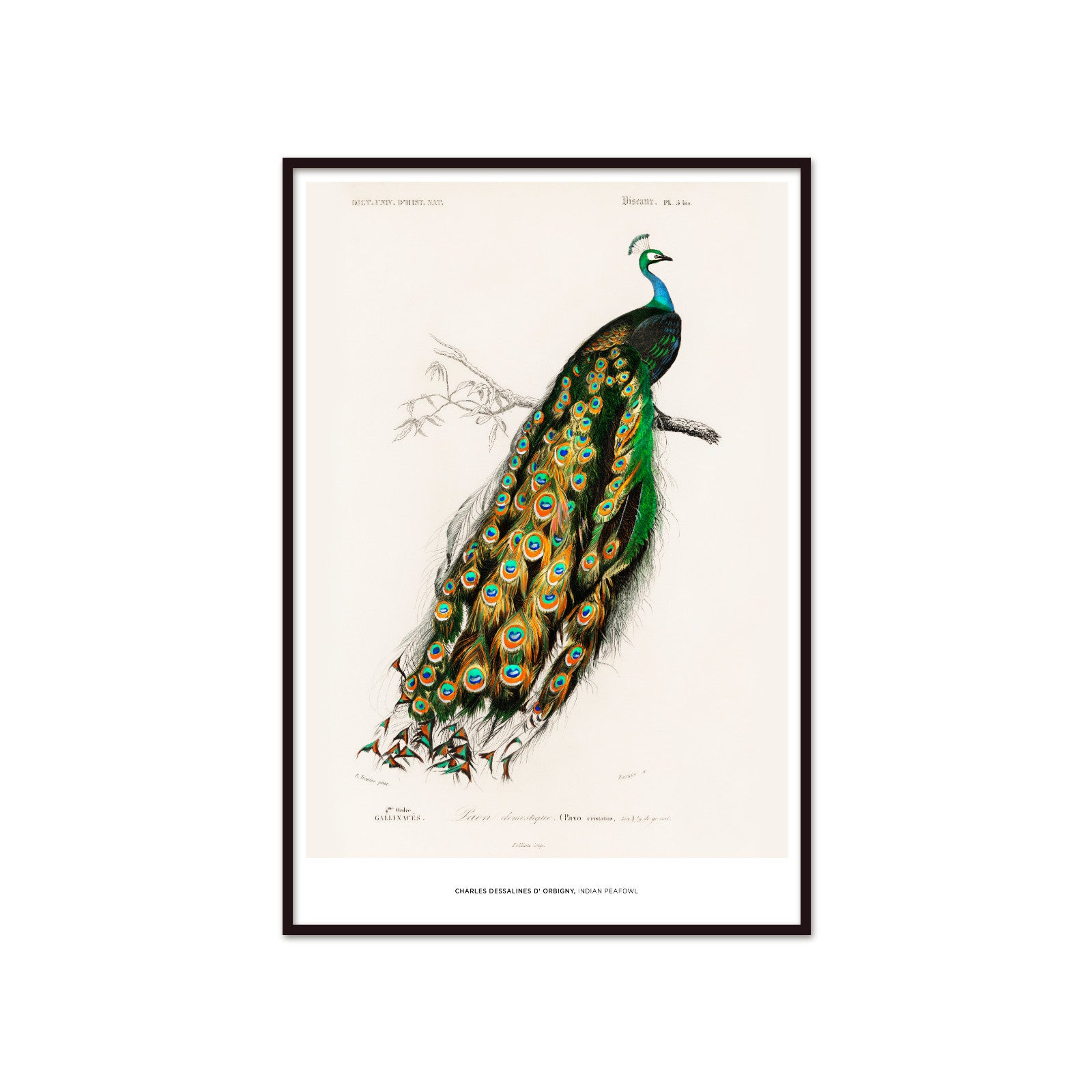 Charles Dessalines d'Orbigny – The Indian Peacock