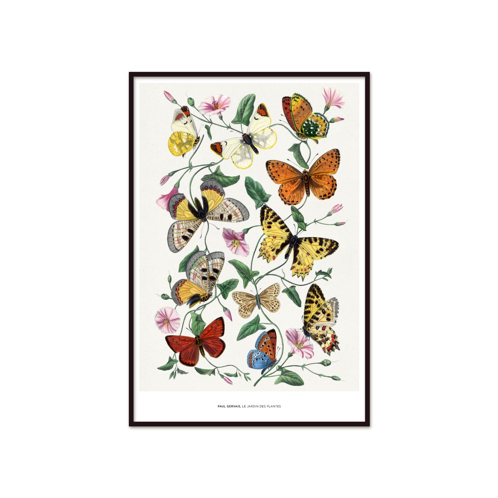Butterfly Garden Guide - Nature Poster by Paul Gervais