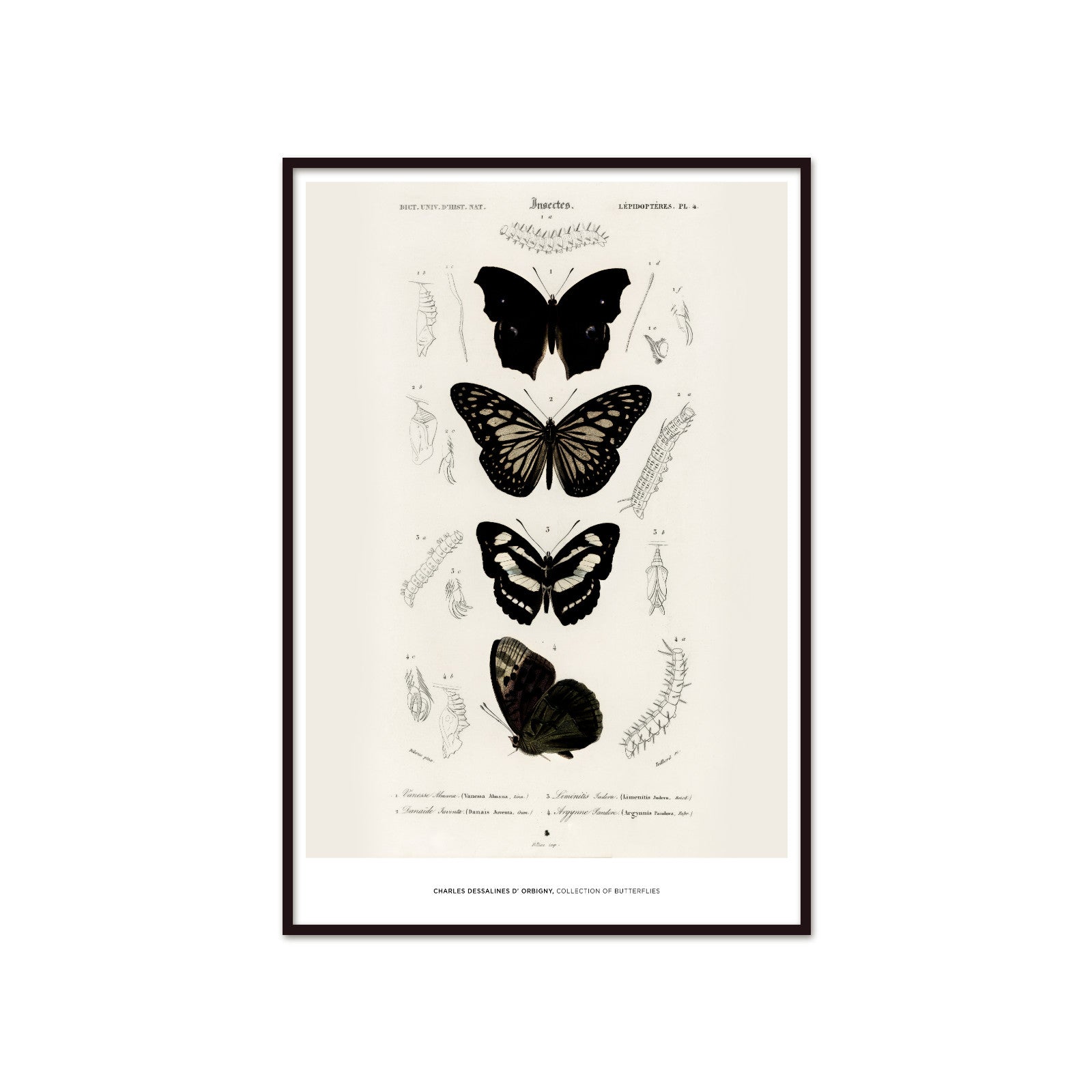 Historic Entomological Poster – Charles d’Orbigny Butterfly Collection (1849)