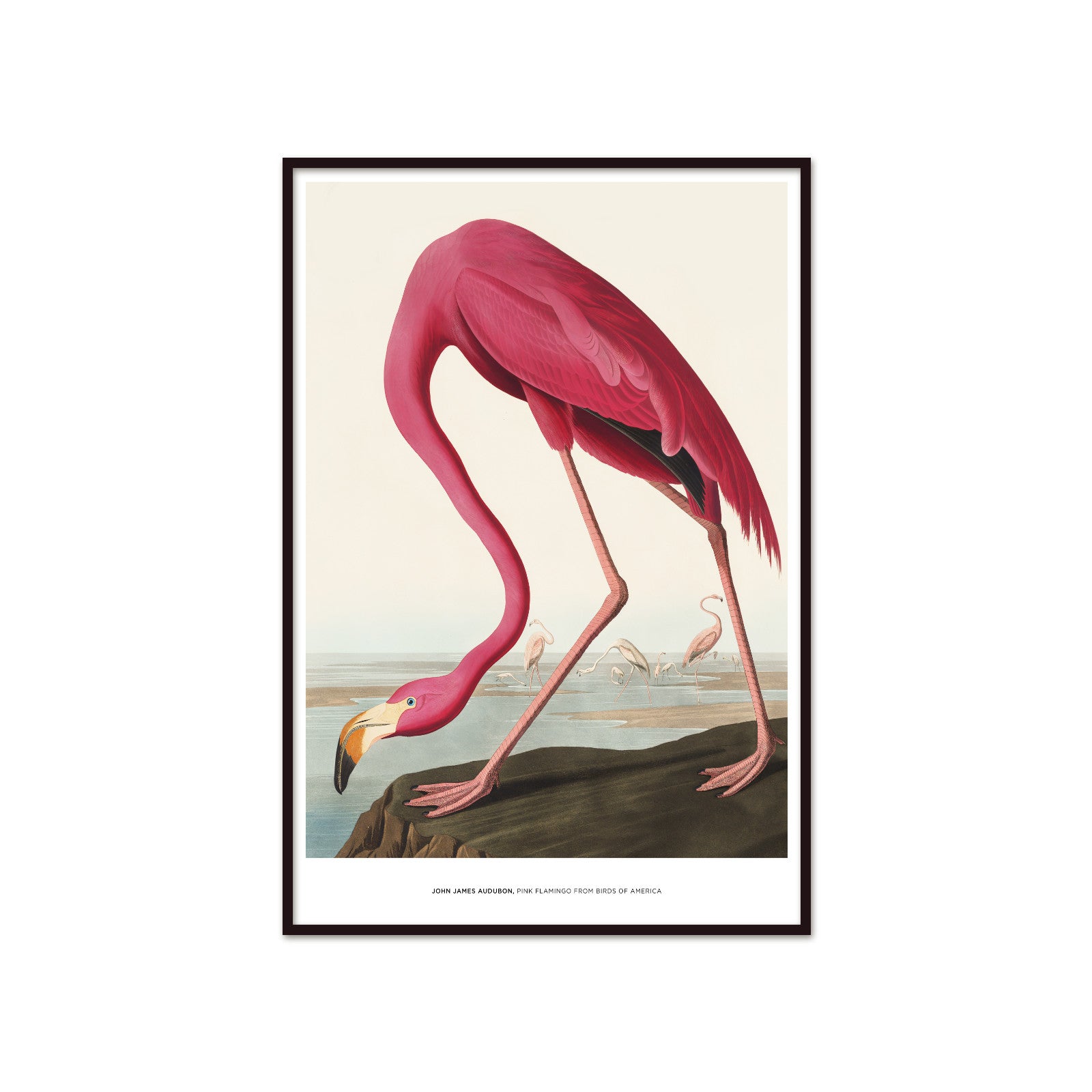 John James Audubon – Pink Flamingo