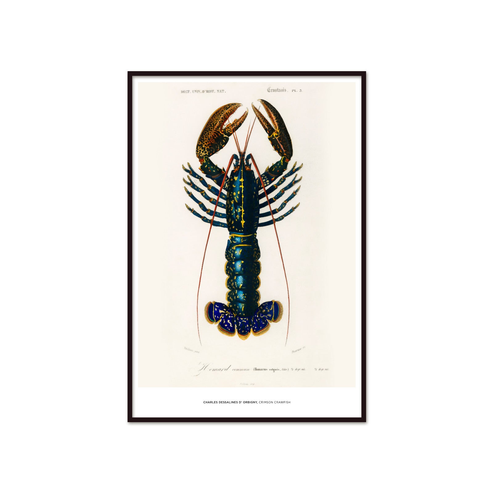 Charles Dessalines d'Orbigny – Lobster (Crimson Crawfish)