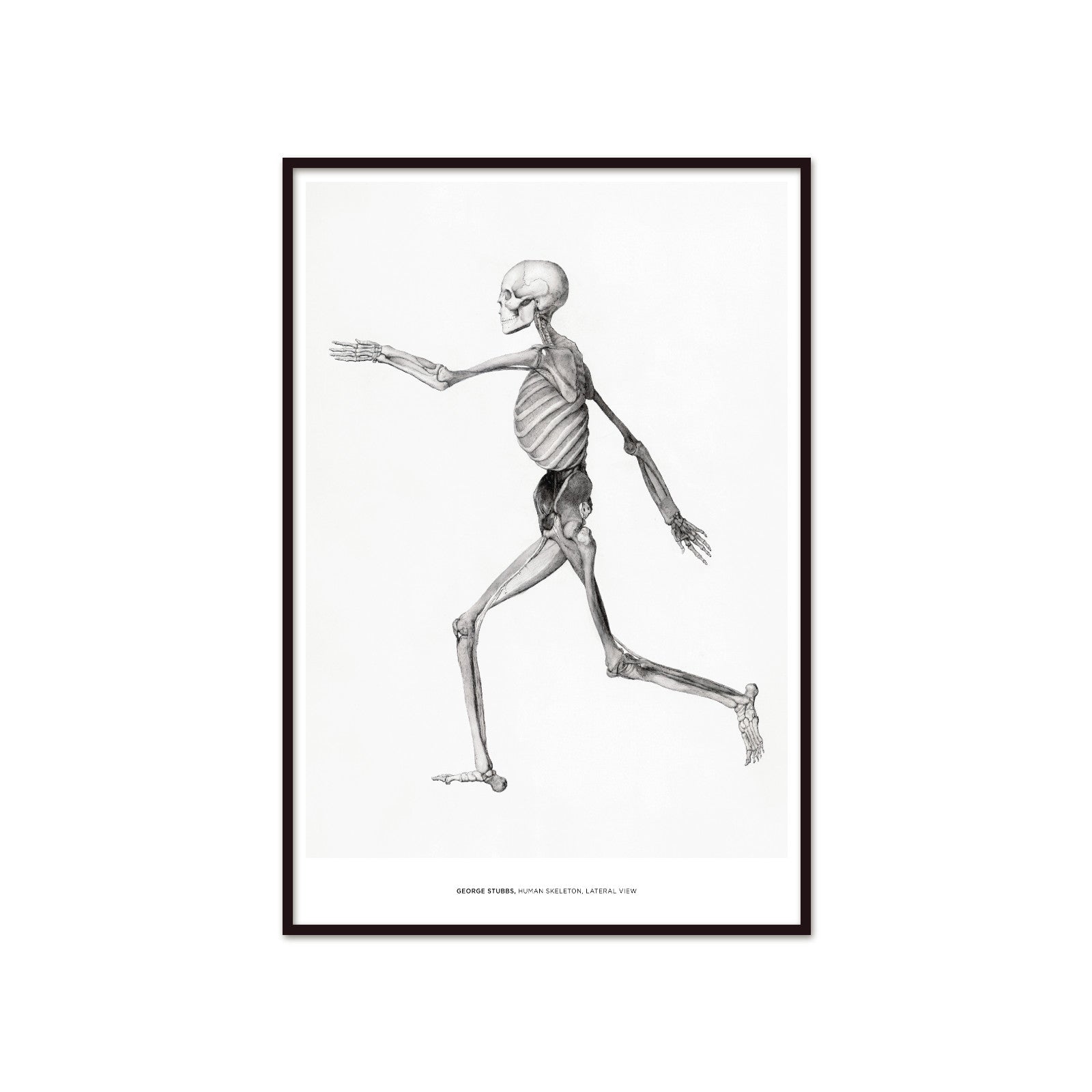 George Stubbs – Human Skeleton (Side View)