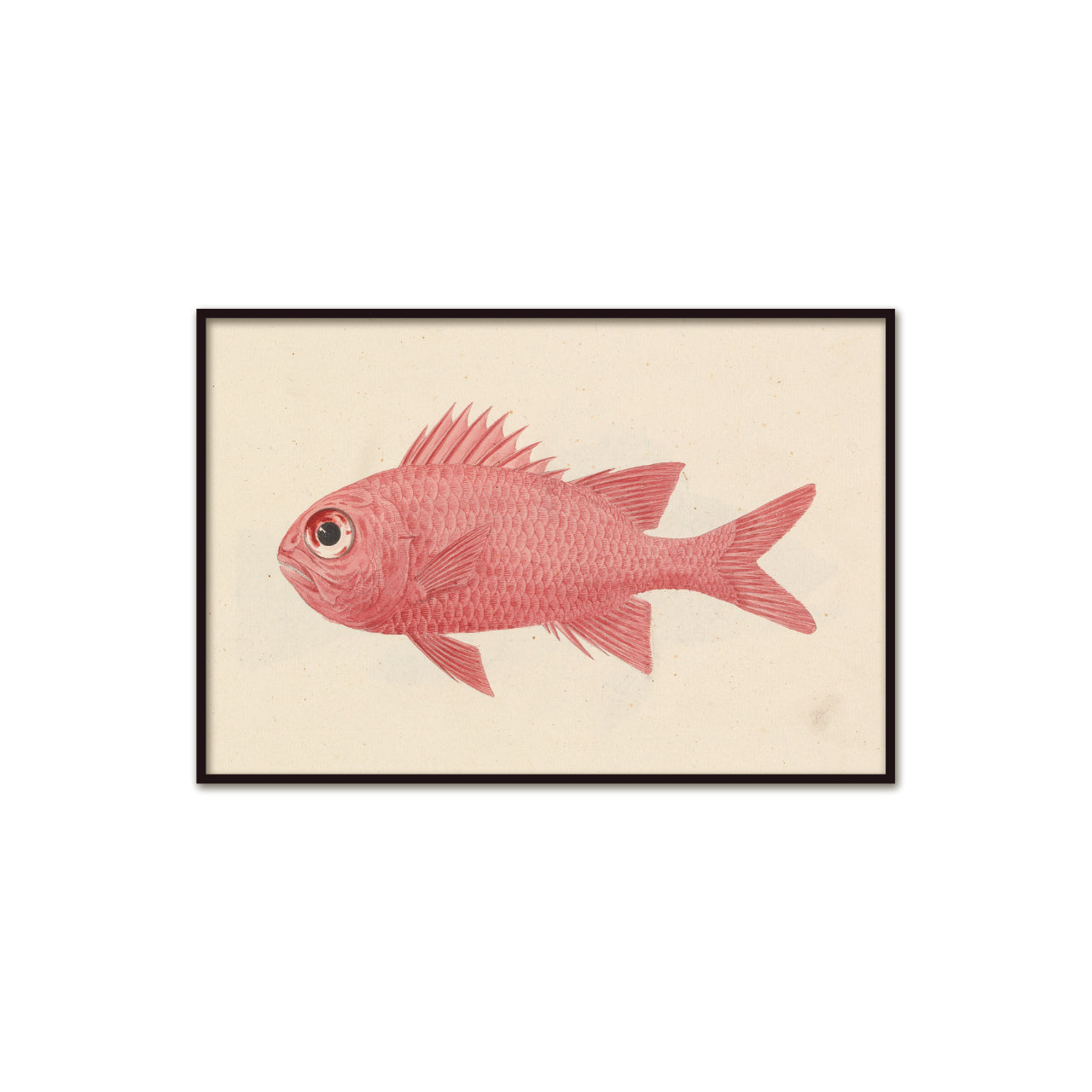 Red Fish Poster Luigi Balugani Marine Graphics, vintage