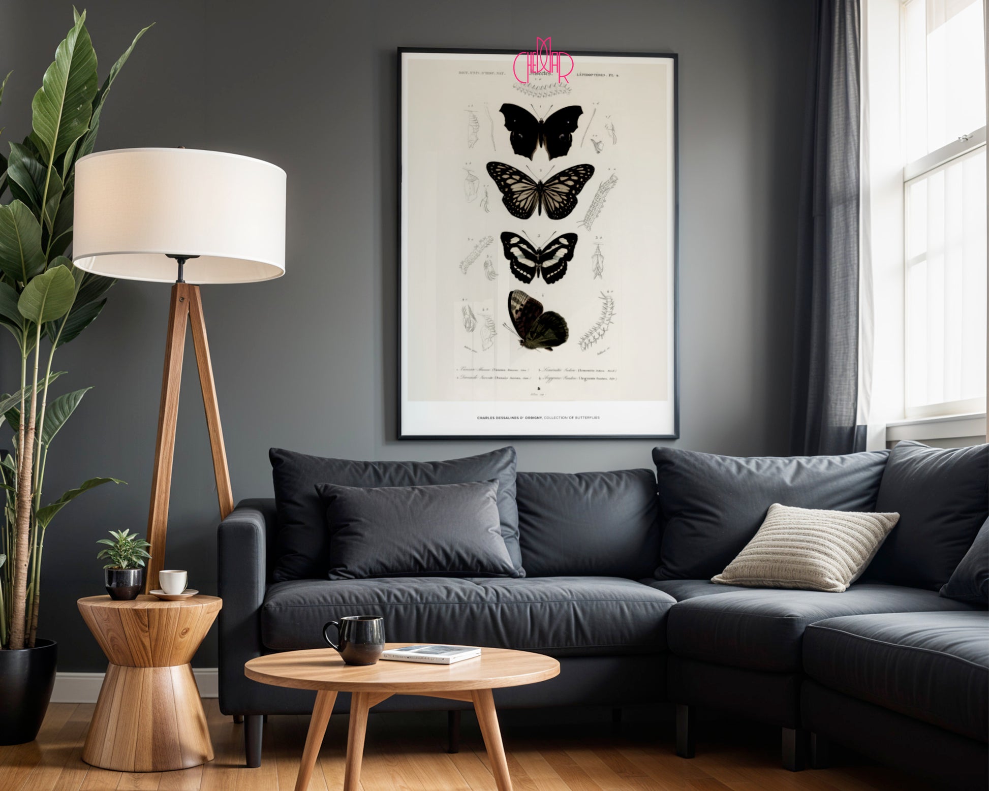Historic Entomological Poster – Charles d’Orbigny Butterfly Collection (1849)
